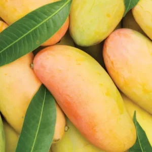 Maha Chanook Mango Tree - Grafted Tropical Fruit Tree - 3 Gallon Pot