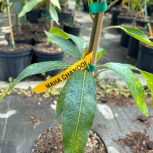 Maha Chanook Mango Tree - Grafted Tropical Fruit Tree - 3 Gallon Pot