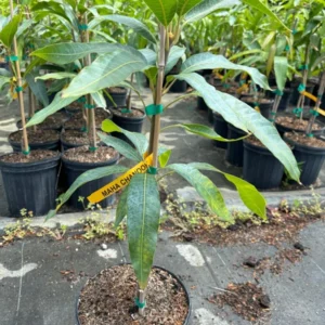 Maha Chanook Mango Tree - Grafted Tropical Fruit Tree - 3 Gallon Pot