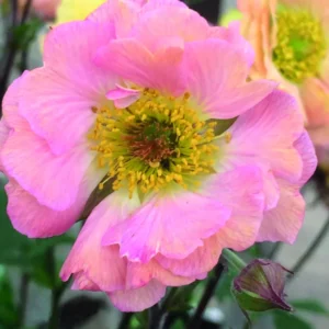 Mai Tai Geum Plant Perennial - 2.5 inch Pot - Apricot Watermelon Blooms