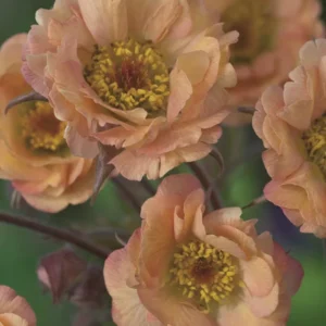Mai Tai Geum Plant Perennial - 2.5 inch Pot - Apricot Watermelon Blooms