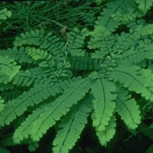 Maidenhair Fern Plant Bare Root - 3 Organic Adiantum Diaphanum Roots