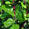 Malabar Red Spinach Plant - 2.5" Pot - Indoor Year Round Spinach