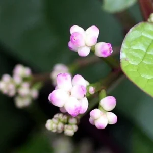 Malabar Red Spinach Plant - 2.5
