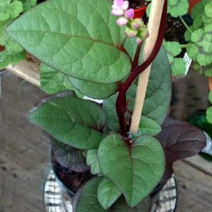 Malabar Red Spinach Plant - 2.5