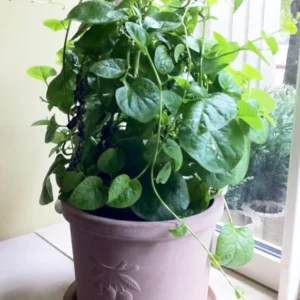 Malabar Red Spinach Plant - 2.5