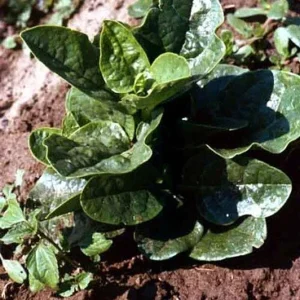 Malabar Red Spinach Plant - 2.5