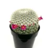 Mammillaria Elegans Cactus Small Potted Succulent 2.5 inch