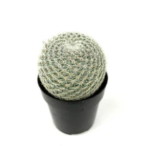 Mammillaria Elegans Cactus Small Potted Succulent 2.5 inch
