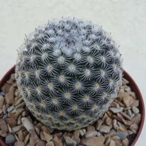 Mammillaria Elegans Cactus Small Potted Succulent 2.5 inch