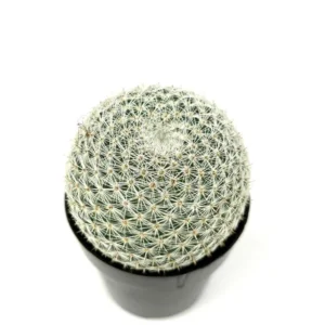 Mammillaria Elegans Cactus Small Potted Succulent 2.5 inch