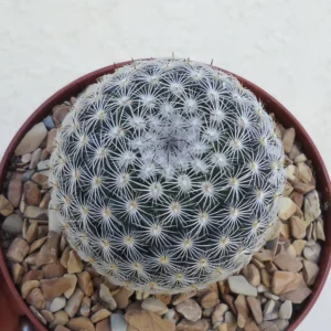 Mammillaria Elegans Cactus Small Potted Succulent 2.5 inch