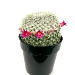 Mammillaria Elegans Cactus Small Potted Succulent 2.5 inch