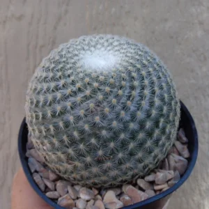 Mammillaria Elegans Cactus Small Potted Succulent 2.5 inch