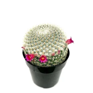 Mammillaria Elegans Cactus Small Potted Succulent 2.5 inch