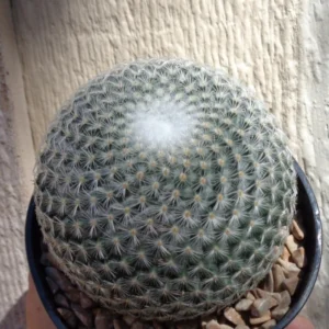 Mammillaria Elegans Cactus Small Potted Succulent 2.5 inch