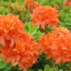 Mandarin Lights Azalea Deciduous Exbury Very Hardy 4 inch Pot