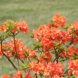 Mandarin Lights Azalea Deciduous Exbury Very Hardy 4 inch Pot