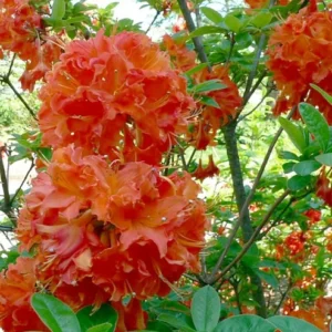 Mandarin Lights Azalea Deciduous Exbury Very Hardy 4 inch Pot