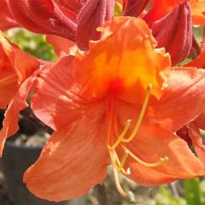Mandarin Lights Azalea Deciduous Exbury Very Hardy 4 inch Pot
