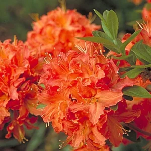 Mandarin Lights Azalea Deciduous Exbury Very Hardy 4 inch Pot