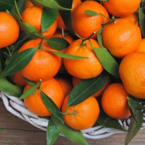 Mandarin Tree Ponkan - 2 Ft Live Fruit Tree for Home & Garden