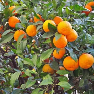 Mandarin Tree Ponkan - 2 Ft Live Fruit Tree for Home & Garden