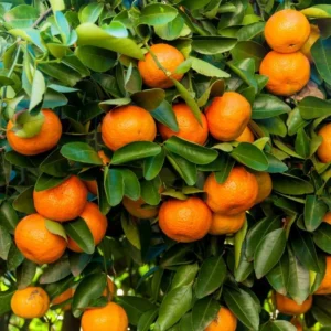 Mandarin Tree Ponkan - 2 Ft Live Fruit Tree for Home & Garden