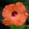 Mandarin Wide Hibiscus Hardy Hibiscus Live Plants - Tropical Flower Plants - 10 to 15 Inch Height - 1 Gallon Pot