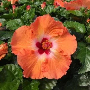 Mandarin Wide Hibiscus Hardy Hibiscus Live Plants - Tropical Flower Plants - 10 to 15 Inch Height - 1 Gallon Pot