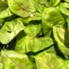 Mango Allusion Arrowhead Plant - Syngonium Nepthytis - 4 Inch Pot - Unique Foliage