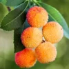 Marina Strawberry Tree - Strawberry Tree Arbutus Plant - Outdoors, Edible, Bonsai - 4 inch Pot