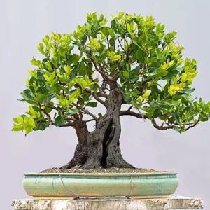 Marina Strawberry Tree - Strawberry Tree Arbutus Plant - Outdoors, Edible, Bonsai - 4 inch Pot