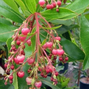 Marina Strawberry Tree - Strawberry Tree Arbutus Plant - Outdoors, Edible, Bonsai - 4 inch Pot