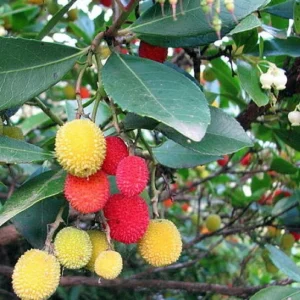 Marina Strawberry Tree - Strawberry Tree Arbutus Plant - Outdoors, Edible, Bonsai - 4 inch Pot
