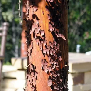 Marina Strawberry Tree - Strawberry Tree Arbutus Plant - Outdoors, Edible, Bonsai - 4 inch Pot