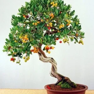 Marina Strawberry Tree - Strawberry Tree Arbutus Plant - Outdoors, Edible, Bonsai - 4 inch Pot