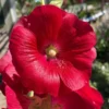 Mars Magic Hollyhock - Perennial Alcea Plant - 3 Inch Pot Size