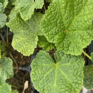 Mars Magic Hollyhock - Perennial Alcea Plant - 3 Inch Pot Size