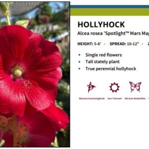 Mars Magic Hollyhock - Perennial Alcea Plant - 3 Inch Pot Size