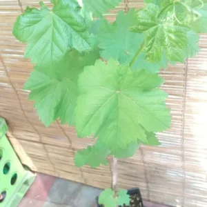 Mars Seedless Grape Vine Cutting - Blue Fruit Tree - Fast Growing