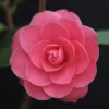 Mathotiana Supreme Camellia Japonica Live Plant - Evergreen Bush/Shrub - 15 to 20 Inch Height - 1 Gallon Pot