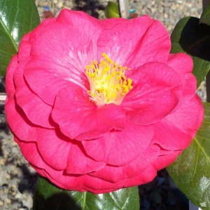 Mathotiana Supreme Camellia Japonica Live Plant - Evergreen Bush/Shrub - 15 to 20 Inch Height - 1 Gallon Pot
