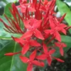 Maui Red Ixora Tropical Live Plant Shrub Red Flowering 1 Gallon