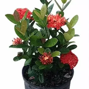 Maui Red Ixora Tropical Live Plant Shrub Red Flowering 1 Gallon