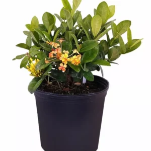 Maui Yellow Ixora Tropical Live Plant Shrub Outdoor Garden Gold Orange