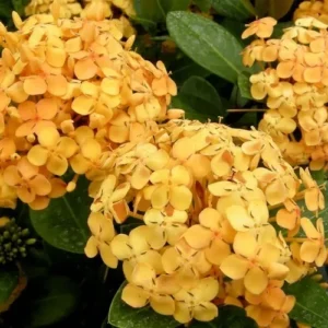 Maui Yellow Ixora Tropical Live Plant Shrub Outdoor Garden Gold Orange