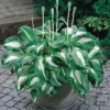Mediovariegata Hosta undulata Wavy Leaves 4" Pot Shade Loving Plant