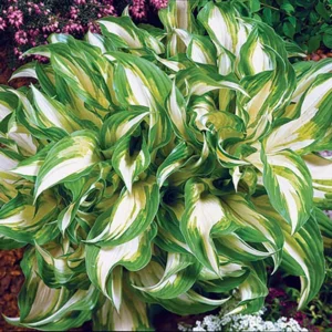 Mediovariegata Hosta undulata Wavy Leaves 4" Pot Shade Loving Plant