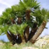 Mediterranean Fan Tree - European Palm 2ft Chamaerops Humilis Plant 3 Gallon Pot